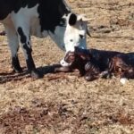 Newbord Calf With Mother at Midway Care Centre Newbord Calf With Mother at Midway Care Centre