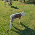Newborn Calf with Herd at Midway Care Newborn Calf with Herd at Midway Care